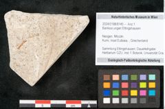Foto (Objekt + Etikett) von Banksia ungeri Ettingshausen (NHMW-GEO-2024-0188-8145)